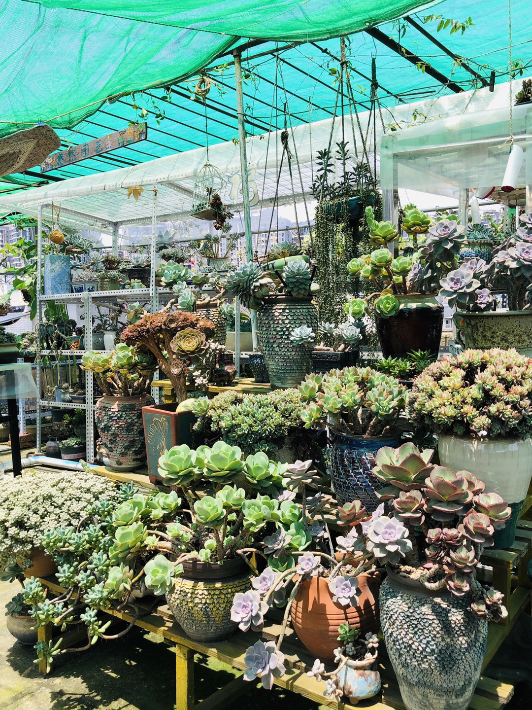 新手夏天养多肉5个保命秘籍,多肉高温雨季如何度夏养护