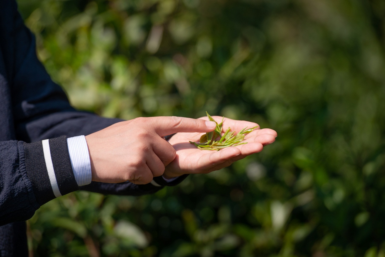 一记红,一记红茶叶