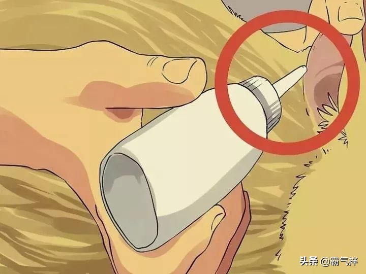 主子的耳朵脏了怎么办？教你正确的清理耳道的方法