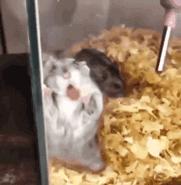 让人一看就能笑死的沙雕图片,史上最沙雕的100张图片