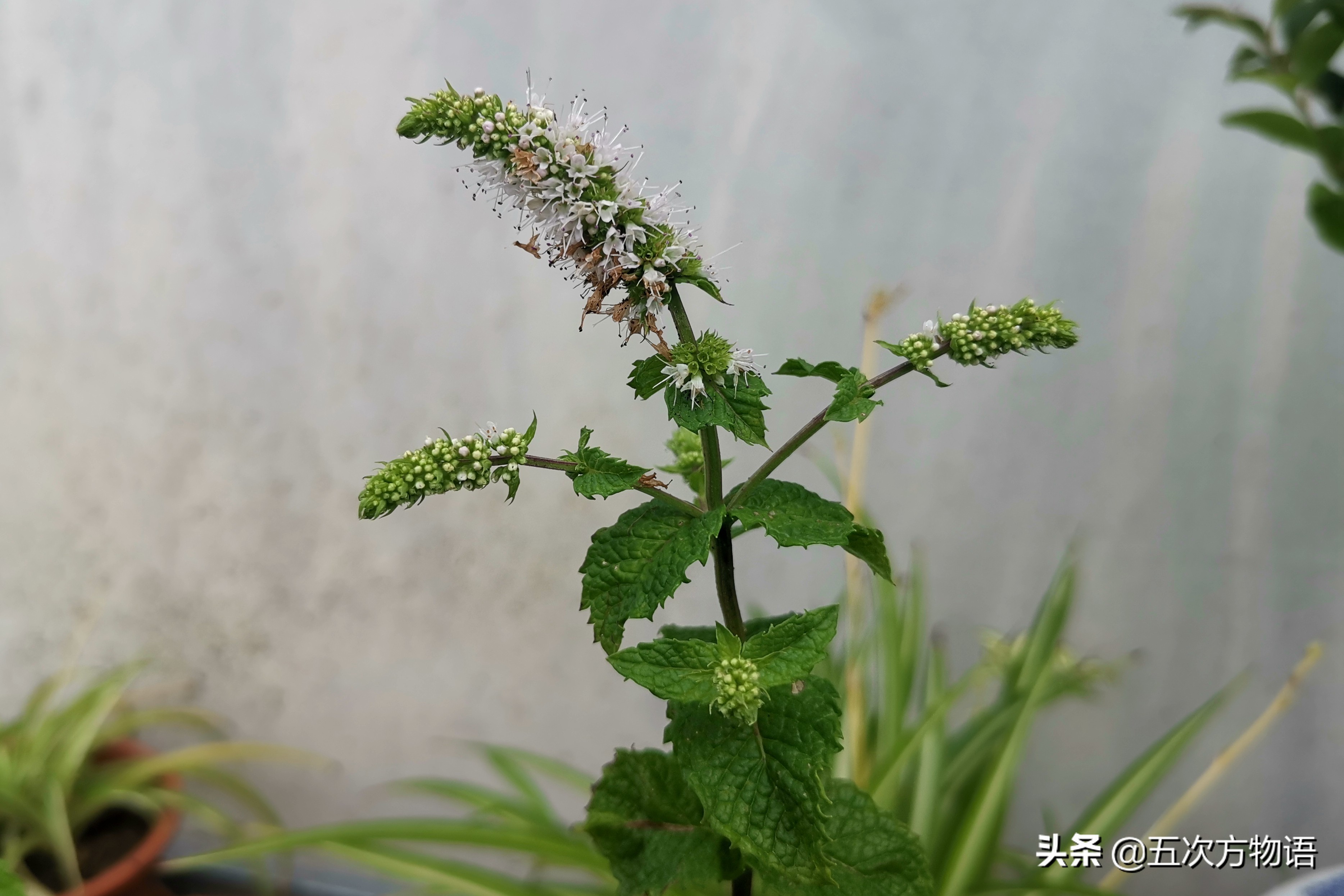 10种口味薄荷糖,十种薄荷