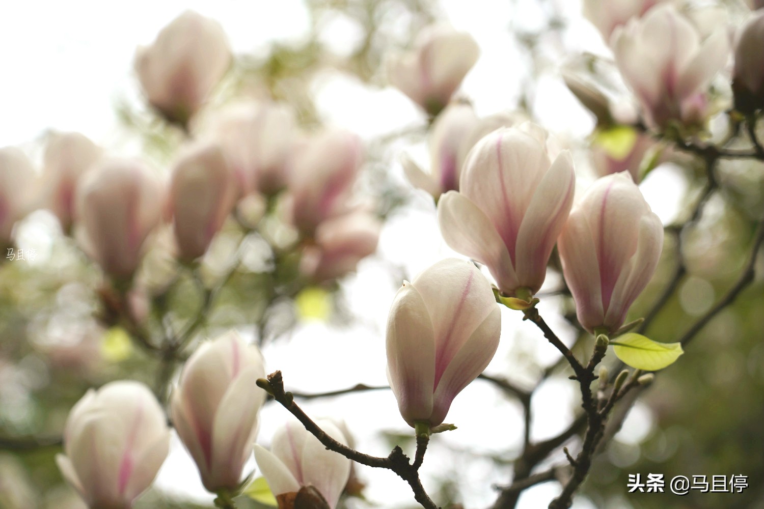 四川被低估城市名单,四川被低估的古镇