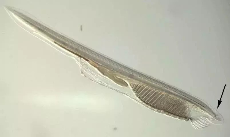 复杂的眼睛是反对进化论的证据？其实它恰好反映了进化的粗糙