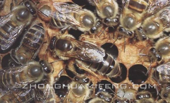 如何饲养双王群,双王群是怎么养的