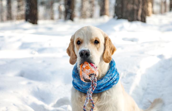 狗狗快速止疼,狗狗快速止痒方法