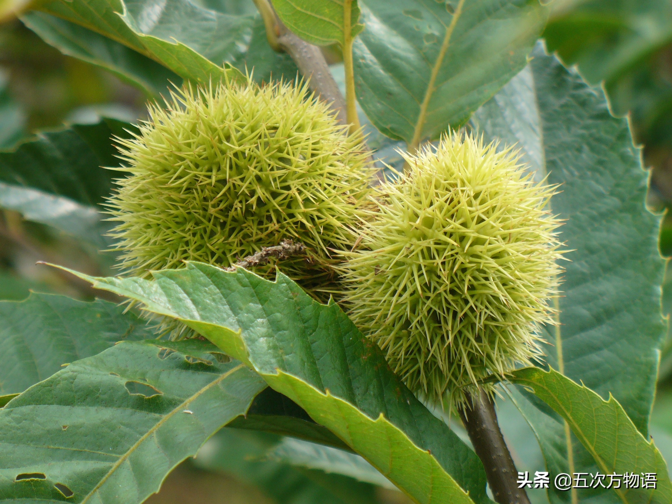 什么坚果是最香的回味无穷,哪种坚果最省钱还能吃到爽