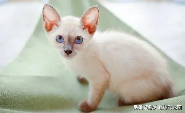 猫咪主人中彩票,捡了流浪猫后中彩票