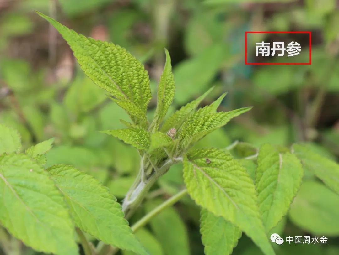 品味本草之美（第一季）