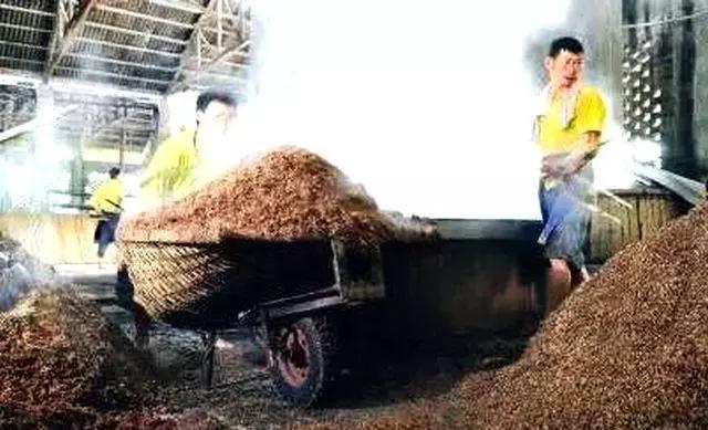 高粱全世界都有吗,各种高粱的认识