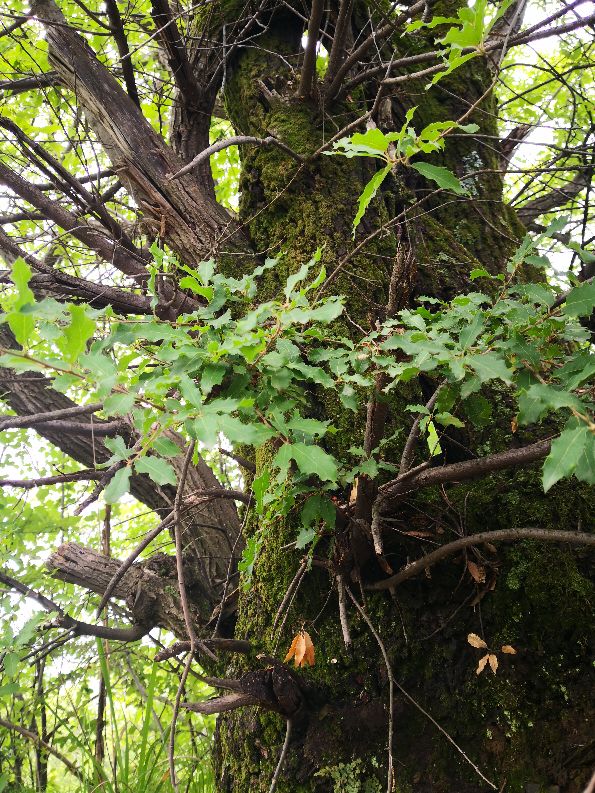 徒步终南山南五台,秦岭终南山南五台