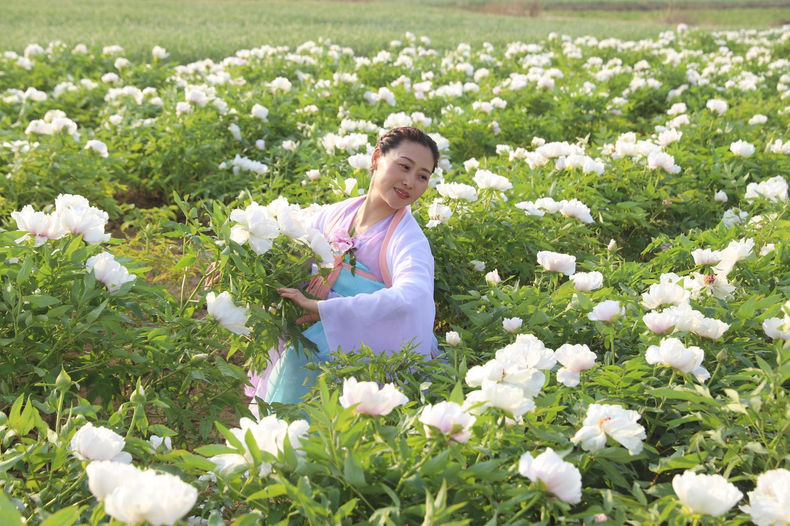 平陆张店白牡丹“梧桐”引“凤”富村民