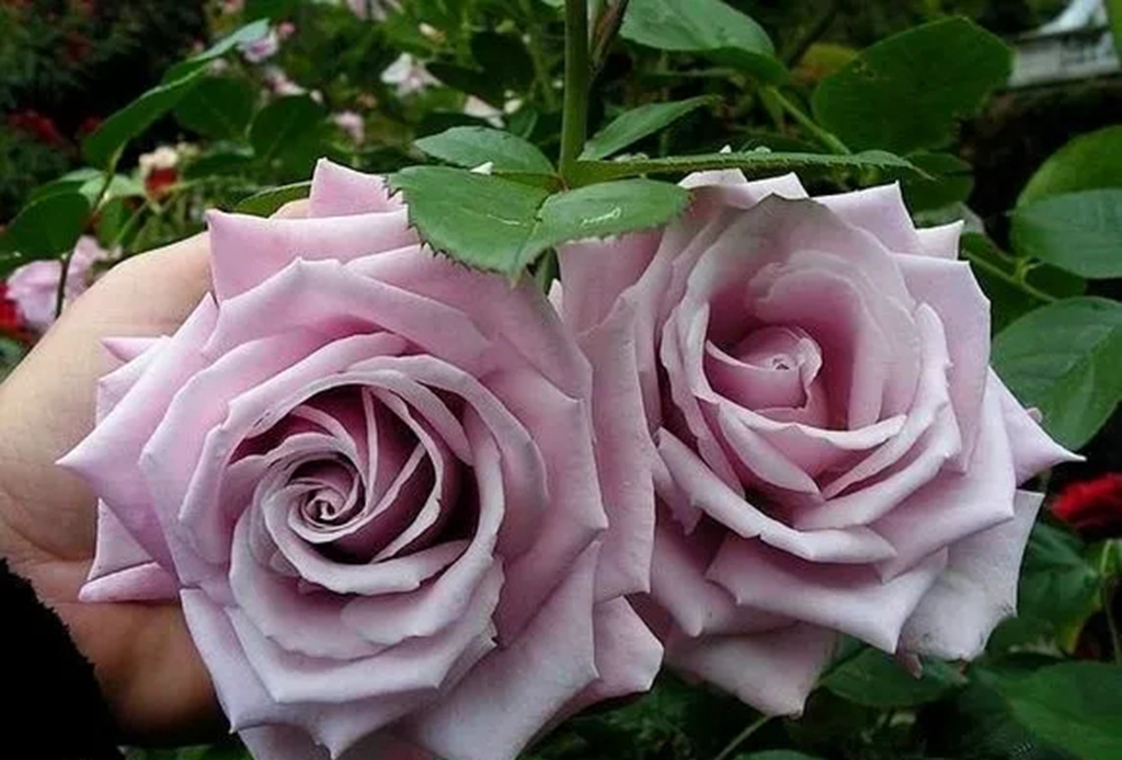 100种月季品种大全集,适合地栽的蓝紫色月季有哪些