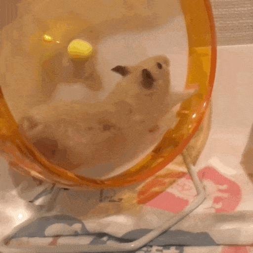 仓鼠铲屎官日记,仓鼠不吃排泄物会怎样