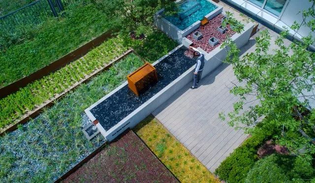 雨水花园植物区,雨水花园水生植物