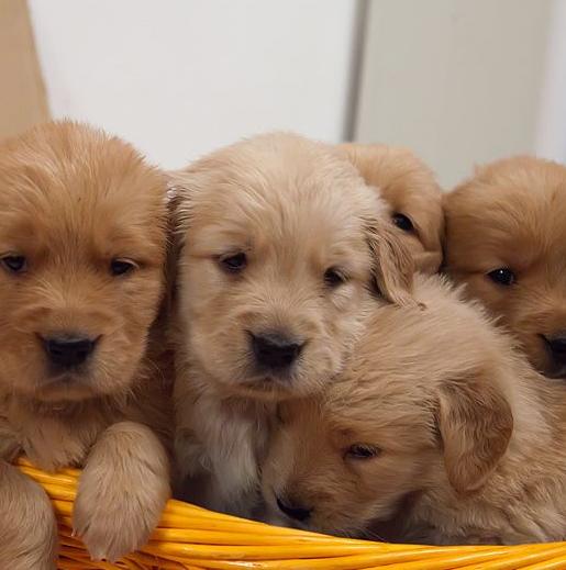 金毛犬怎么挑选好的,金毛犬怎样挑选品相