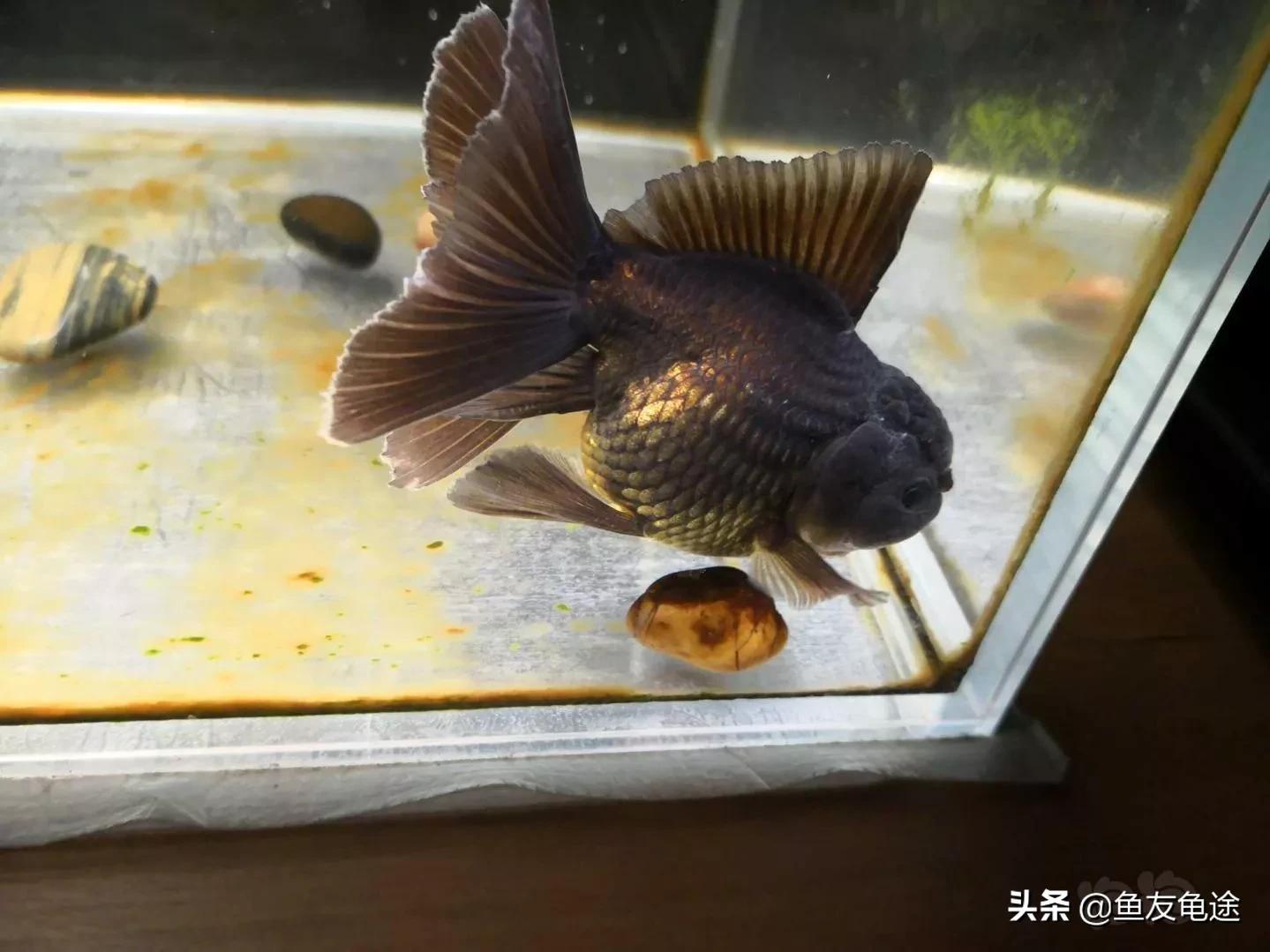 金鱼烂鳍烂尾用什么药治疗,金鱼烂尾烂鳍怎么治疗