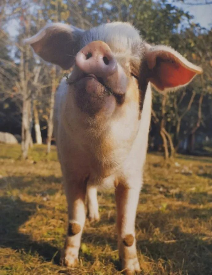 生鲜市场二师兄,二师兄生鲜批发市场