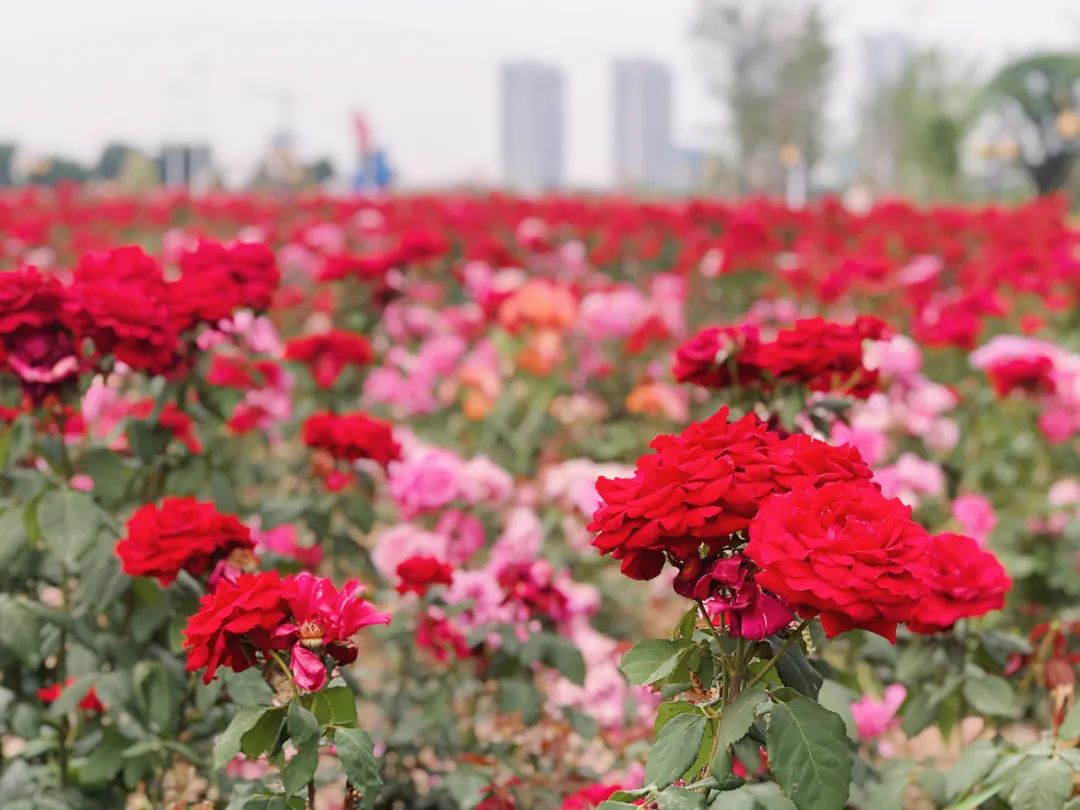 西安草滩马尔代夫,咸阳沙滩马尔代夫