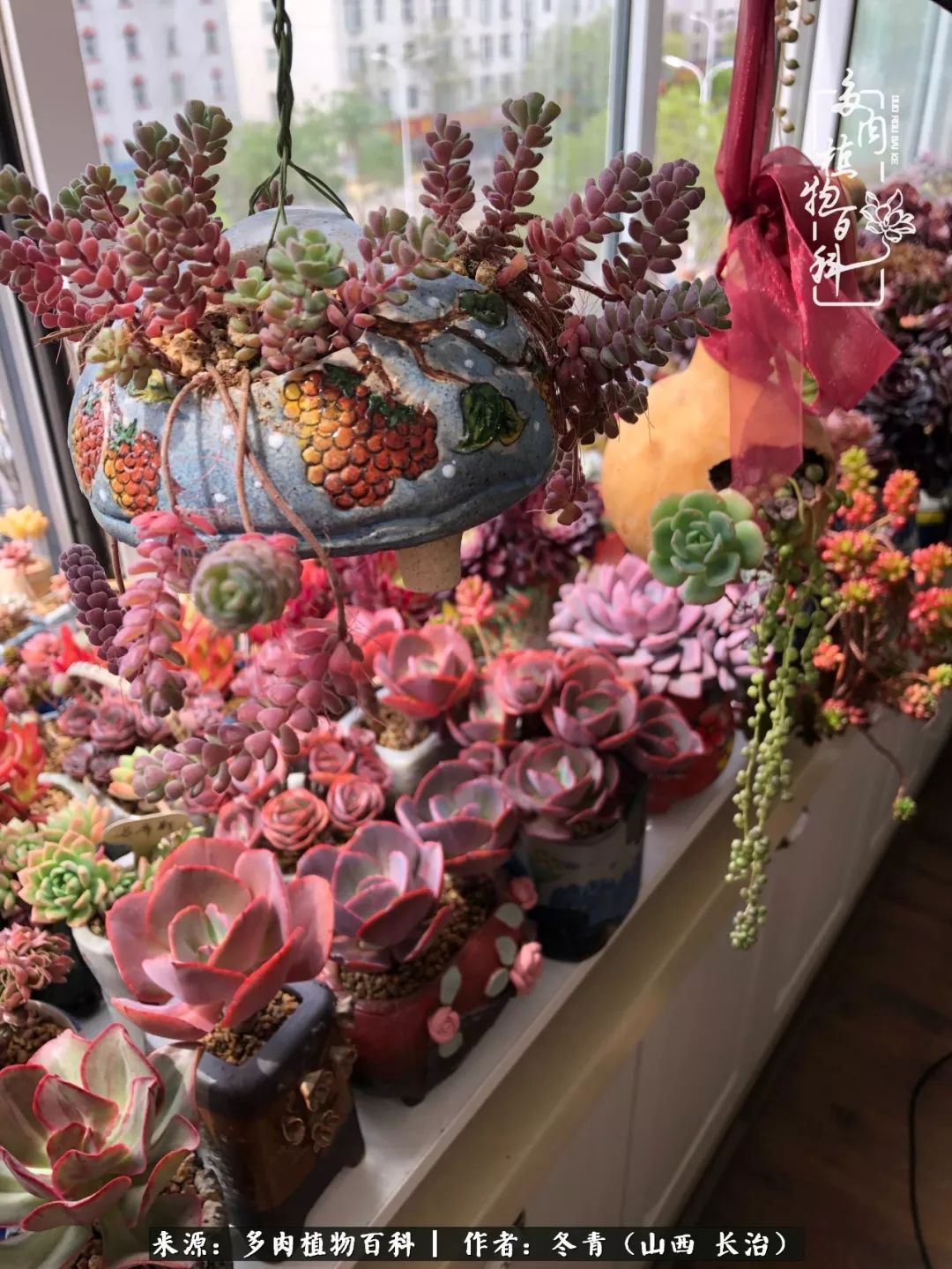 阳台养多肉徒长怎么办,阳台养多肉养殖方法和注意事项