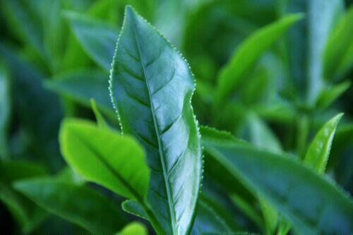 无与伦比的兰花香,低迷的铁观音,茶叶王国里铁观音的兴衰成败