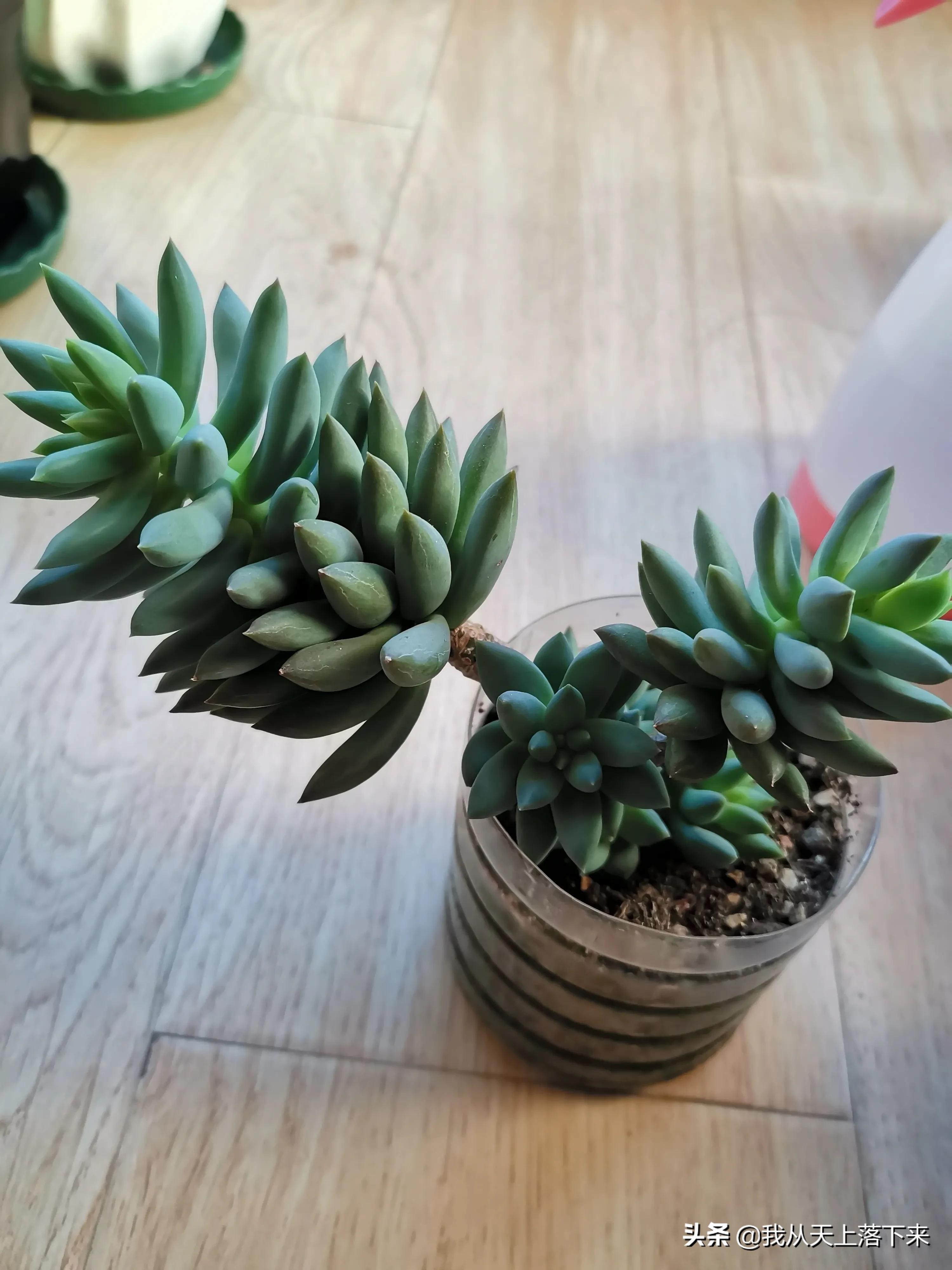 89种常见多肉植物品种图，实物拍摄，还不认识的小伙伴赶紧收藏好