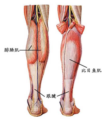 如何快速放松肌肉腿,怎么用筋膜枪放松腿部肌肉