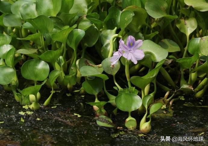 水葫芦在我国泛滥成灾说明了什么,南美洲水葫芦为什么没有泛滥成灾