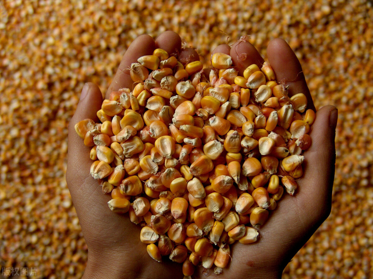 倒春寒对农产品期货的影响,高温对什么期货农产品影响最大