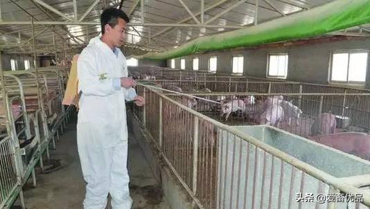 夏天到了养猪人如何防止猪中暑,夏季高温如何解决猪群的中暑应激