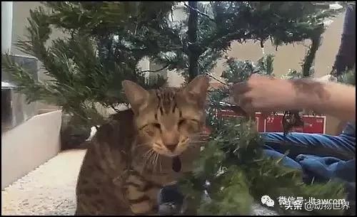 世界各国的著名动物,美国最著名的动物