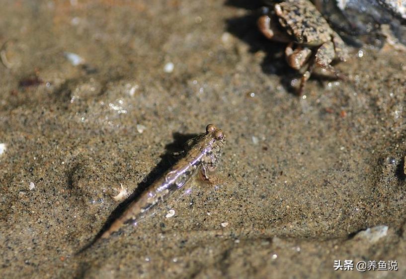 鍘熺楸煎彉鎴愯璧忛奔,绁為奔杩涘寲