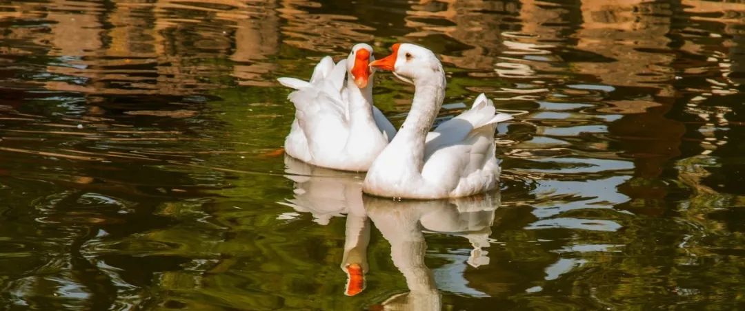 大白鹅儿童创意画,拼贴儿童画