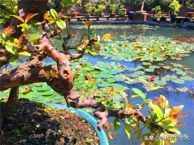 榆树盆景何时修剪最好,盆景怎样修剪最好看