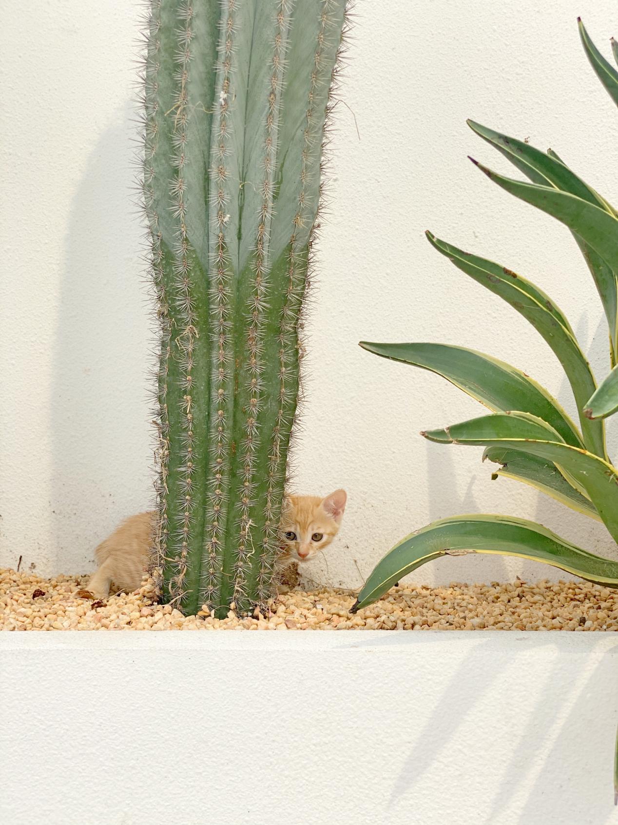 深圳网红花店推荐,人气最旺的网红花店