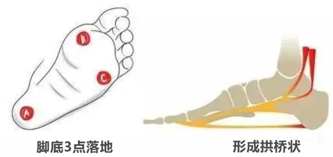 下犬式的脚后跟可以着地了,下犬式脚后跟触地