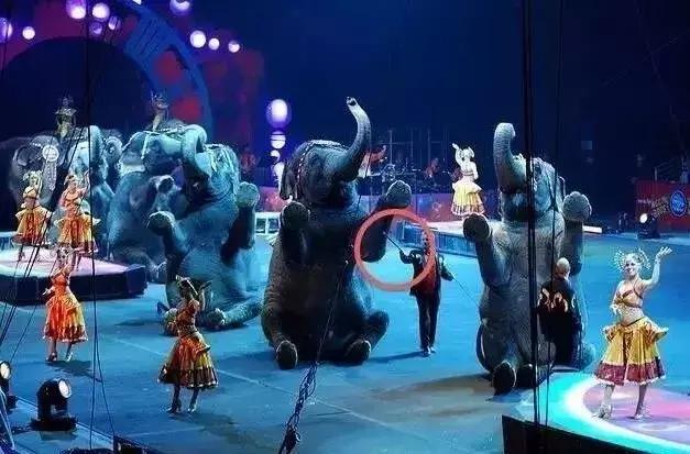 小飞象真实事迹,小飞象哭了全过程