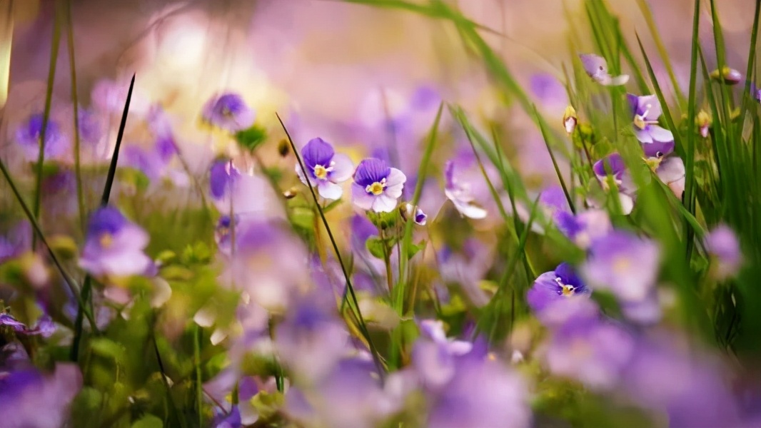 王永平最近的视频,王永平的判决书