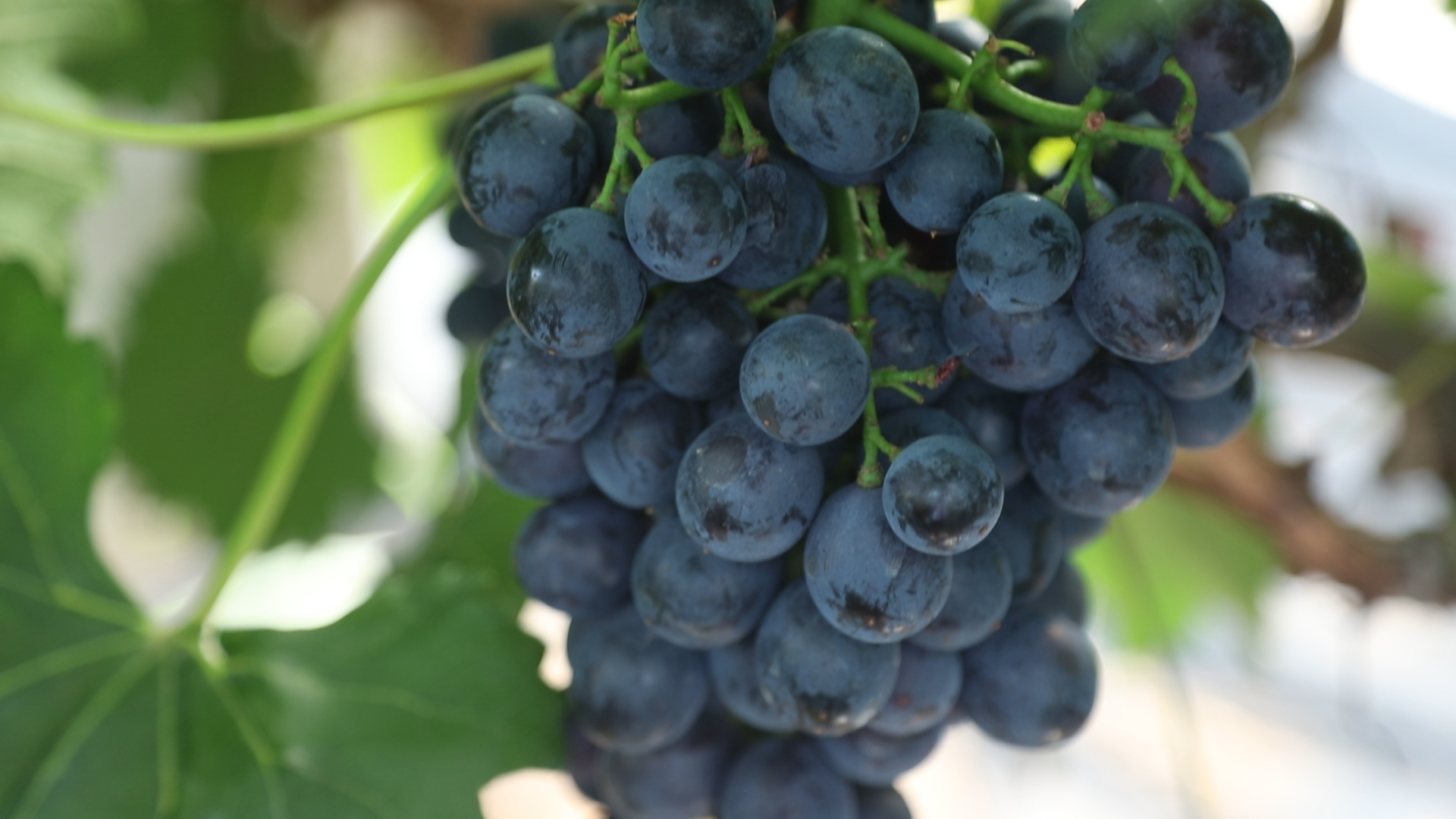 葡萄螨蝽象用什么药,葡萄蓟马绿盲蝽用啥药打