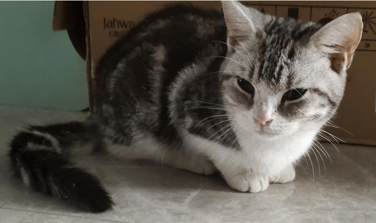 团子猫传腹治好了吗,团子的猫传腹