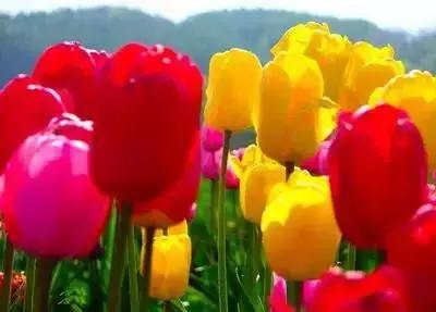 摄影艺术100种花的花语太全了,100种花卉和花语