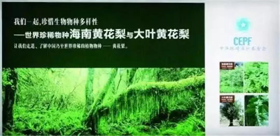 大叶黄花梨是什么样的,大叶黄花梨和白酸枝