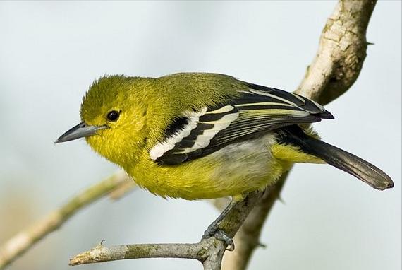 东江揽胜,惠州淡水常见鸟类图谱