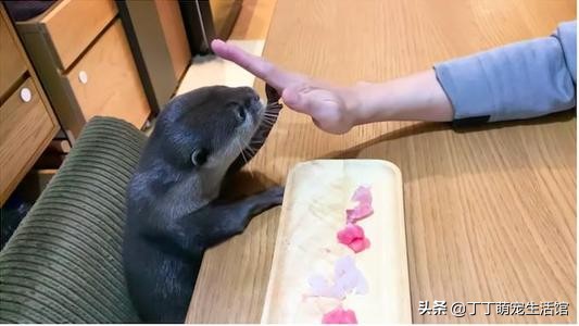 水獭可以当宠物,水獭可以当宠物貂吗