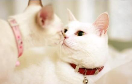 调皮的猫咪应该怎么训练？如何训练它们才听话？