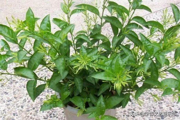 卧室养什么植物能净化空气驱蚊,适合在家养的驱蚊虫植物