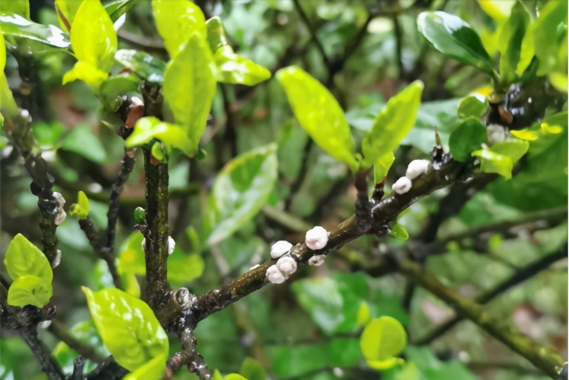 介壳虫的正确杀法,如何除去介壳虫