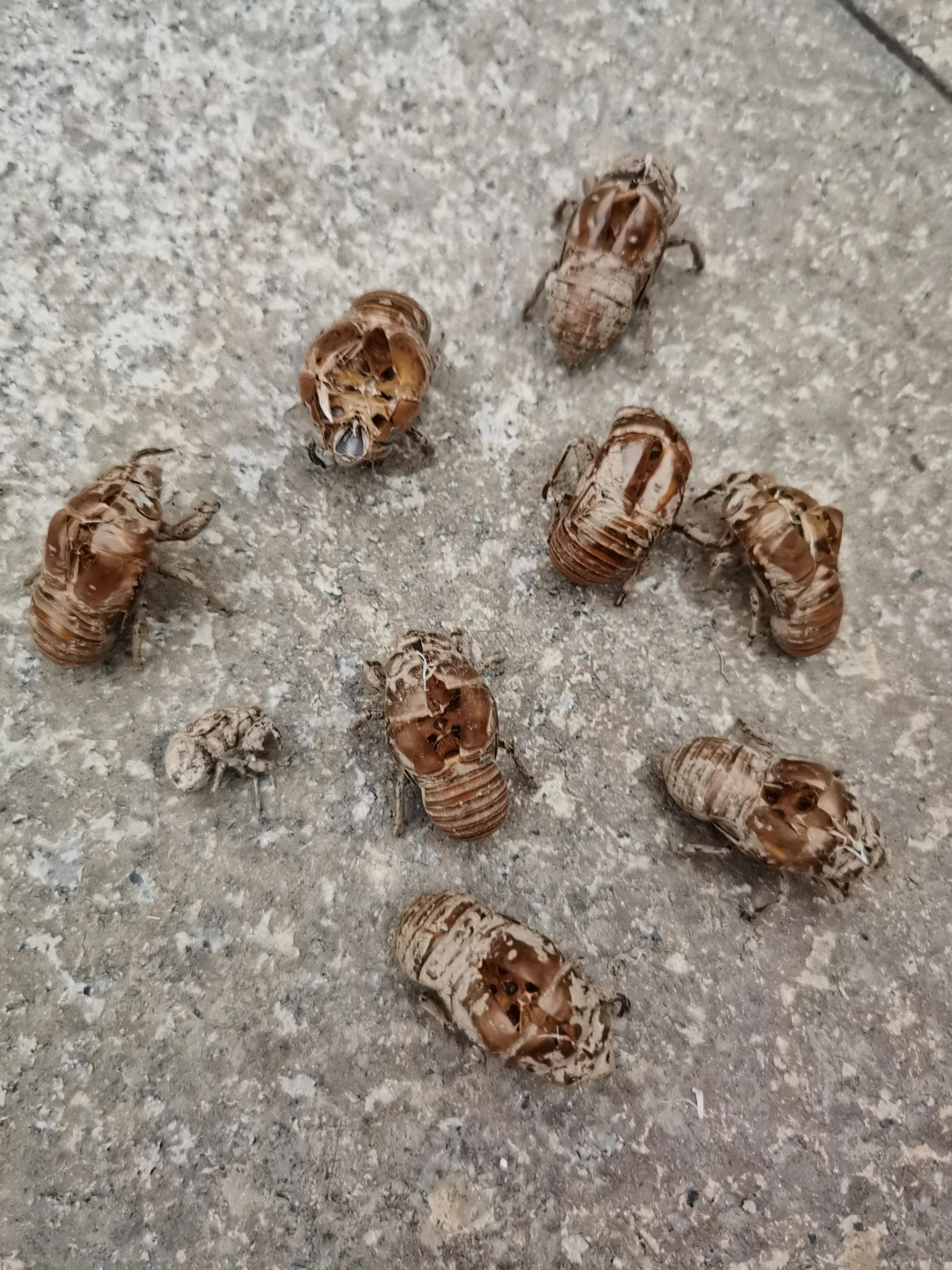 七月来了，天津小区知了钻出地面，曾经枯死的石榴树竟有发芽的