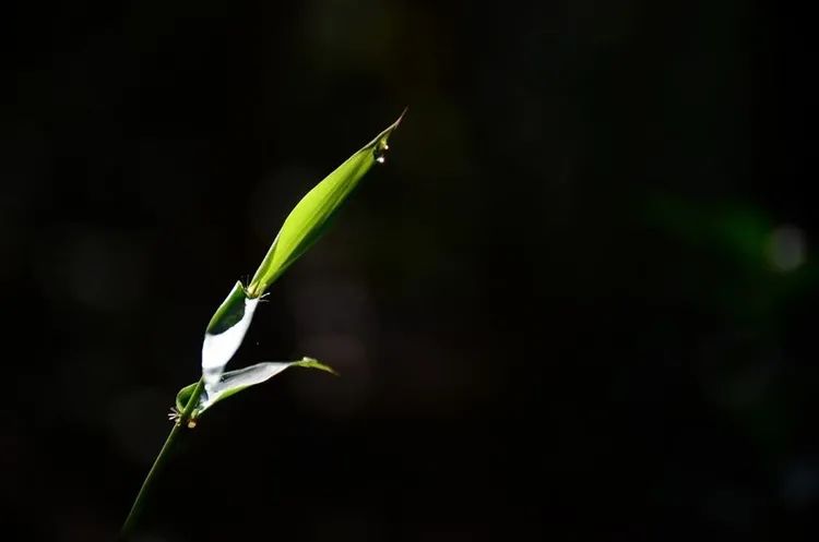 零基础学摄影从入门到精通100集,摄影入门从哪里学起比较好
