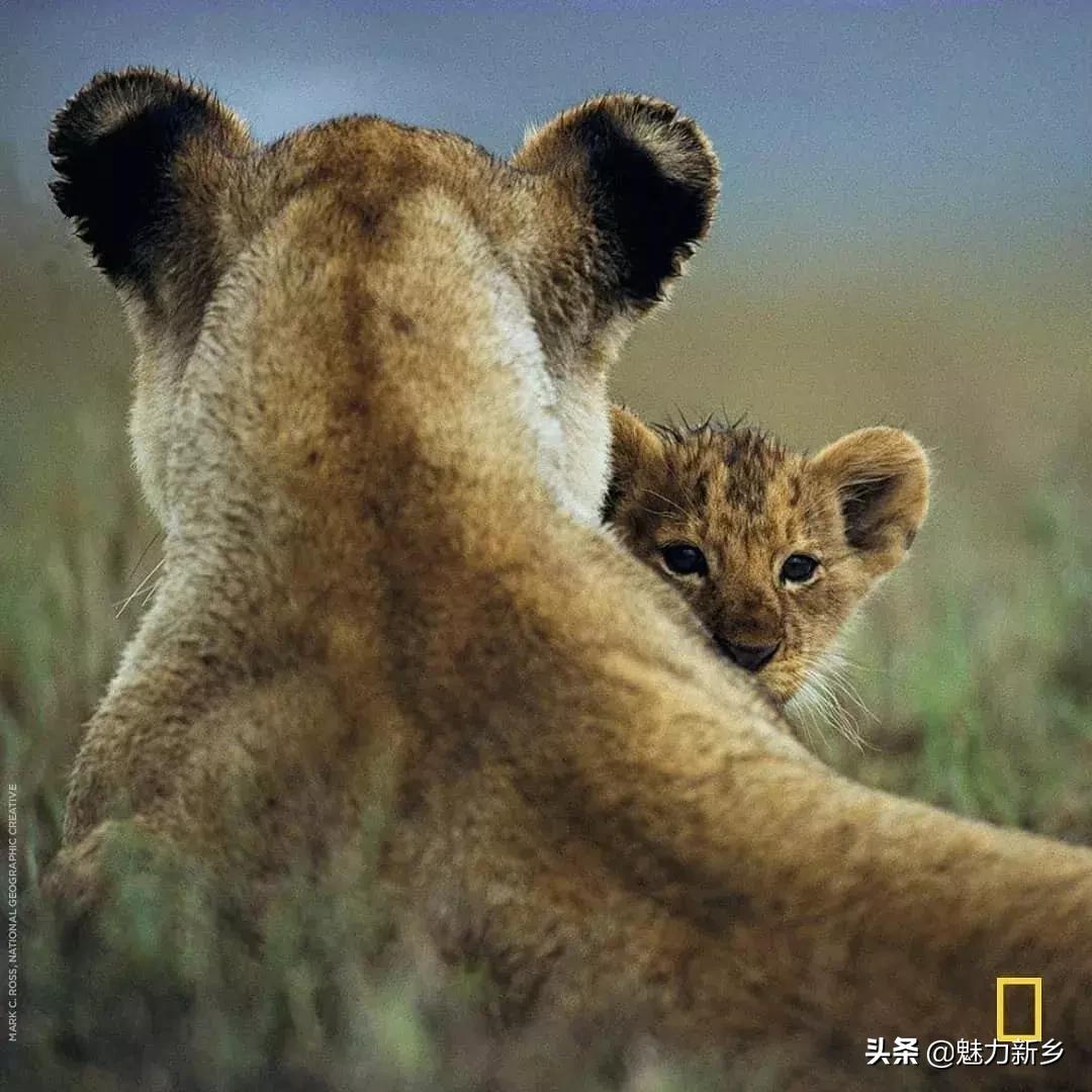 美国国家地理杂志2020摄影作品,美国国家地理杂志摄影展