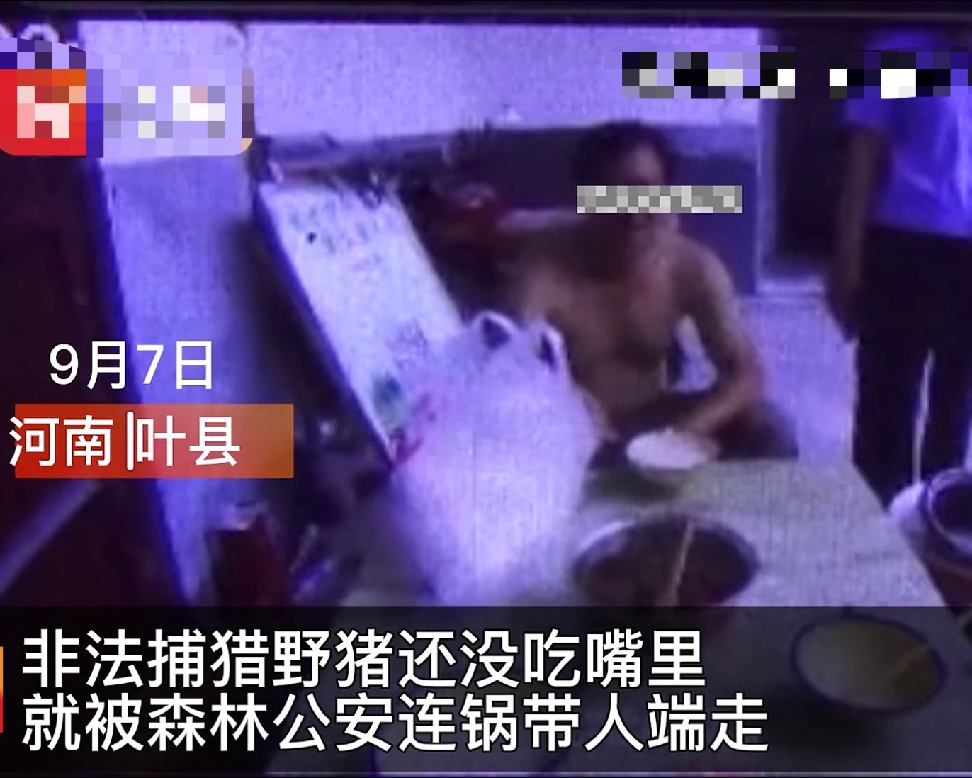 捕获80斤野猪,捕获了一头200公斤的大野猪